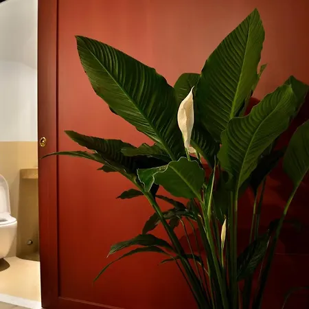 Don Giovanni Charme Apartment *